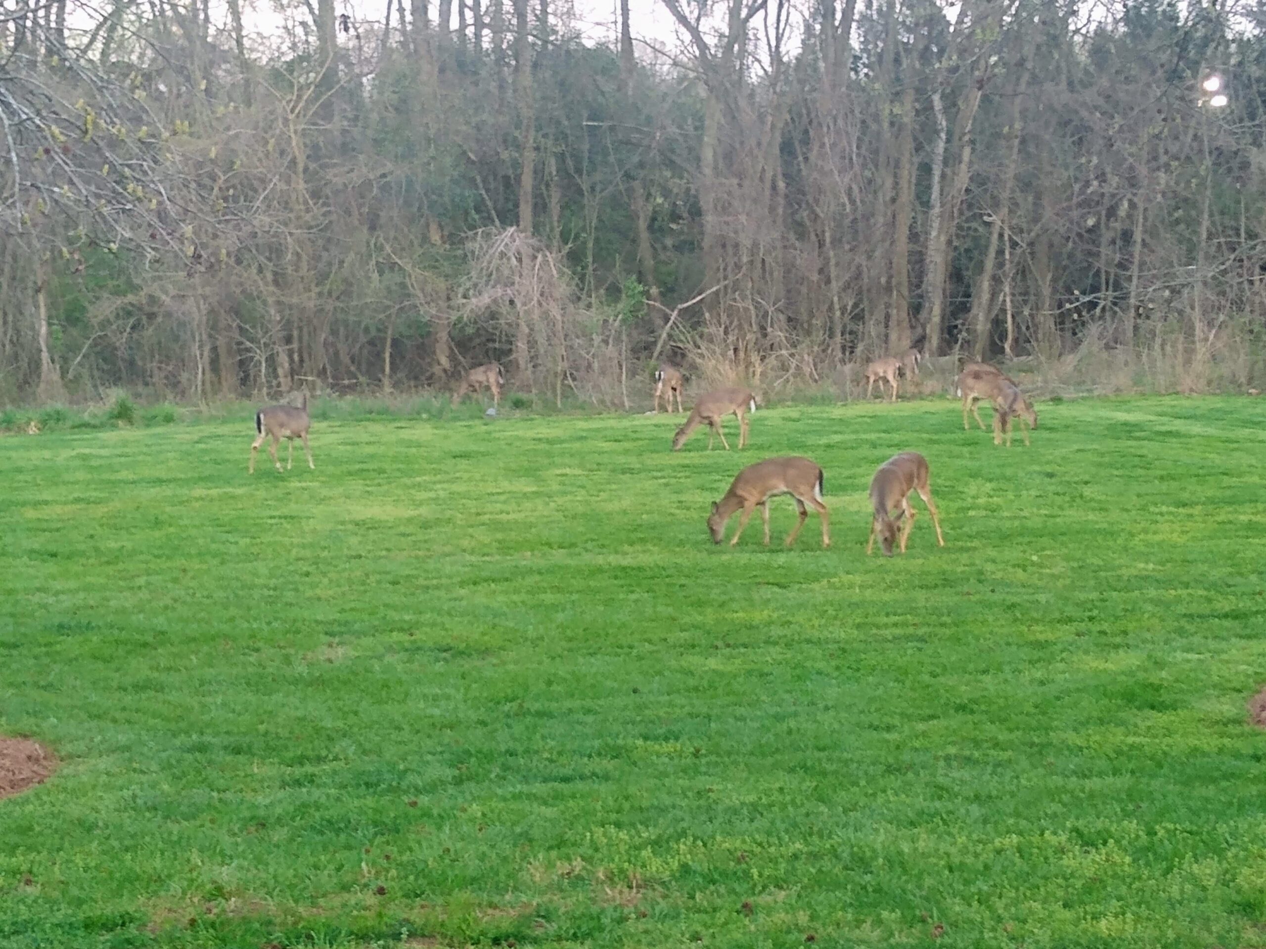 Adventures, Deer & Backseat Drivers – Covered in Grace