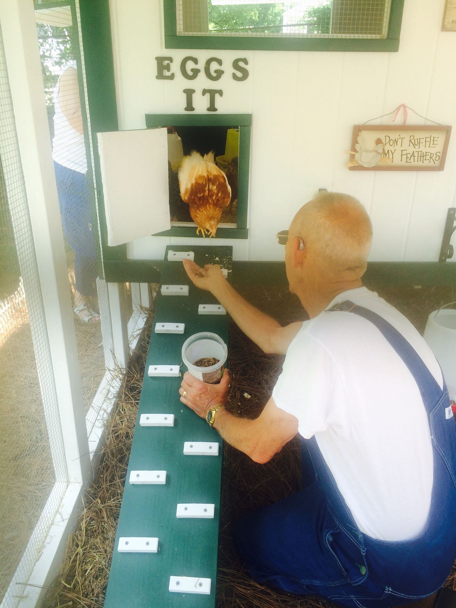 Chickens Trump the Day